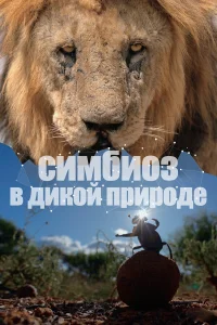 Смотреть  Симбиоз в дикой природе  